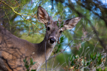 Male Coues whitetail deer, Odocoileus virginianus couesi, a young buck with velvet on his antlers foraging for food in the Sonoran Desert north of Tucson, Arizona, USA.