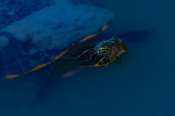 Fototapeta na wymiar Schildkröte wild unter Wasser lebend 