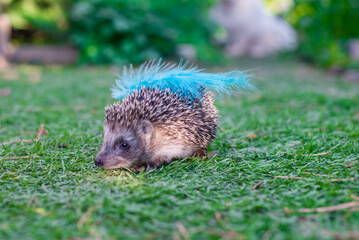 hedgehog with a blue feather on the back