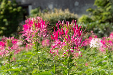 Colourful pink spider flowers, cleome hassleriana, blooming in the height of the summer. Photographed in the garden at Chateau de Chenonceau in the town of Chenonceaux in the Loire Valley, France.