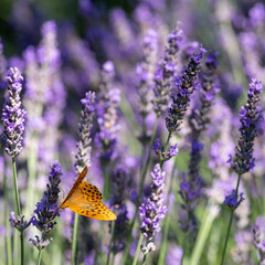 Orange spotted fritillary butterfly on lavender in the garden at Jardin Domaine de Poulaines in the...