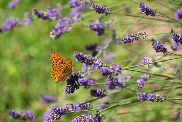 Orange spotted fritillary butterfly on lavender in the garden at Jardin Domaine de Poulaines in the Loire Valley, France. 