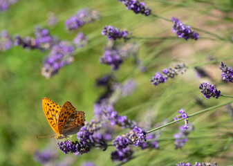 Orange spotted fritillary butterfly on lavender in the garden at Jardin Domaine de Poulaines in the Loire Valley, France. 