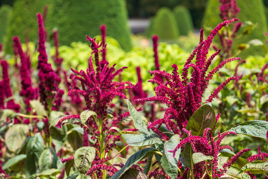 Colourful amaranthus flowers blooming in the height of the summer, photographed in the garden at Chateau de Chenonceau in the town of Chenonceaux in the Loire Valley, France.