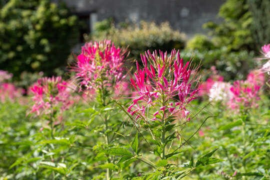 Colourful pink spider flowers, cleome hassleriana, blooming in the height of the summer. Photographed in the garden at Chateau de Chenonceau in the town of Chenonceaux in the Loire Valley, France.