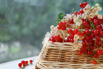 White and red currants. Fresh fruit on the background of the garden, copy space