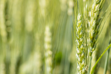 Green ear of wheat in a cereal field, agriculture concept, selective focus on the ear on the right...