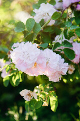 tea rose in sunlight close up, background with rose bush