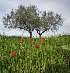 field of poppies