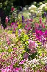 Obraz premium Pink flowers in the garden at Chateau de Chaumont in the Loire Valley, France. Photographed in the heatwave in summer 2022.