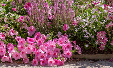 Fototapeta na wymiar Pink flowers in the garden at Chateau de Chaumont in the Loire Valley, France. Photographed in the heatwave in summer 2022.