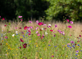 Wildflowers, photographed in the Loire Valley, France during the July heatwave, 2022.