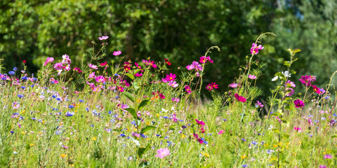 Wildflowers, photographed in the Loire Valley, France during the July heatwave, 2022.