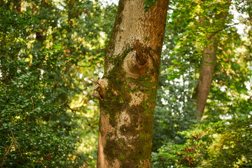 exotic trees grow in the botanical garden of Batumi