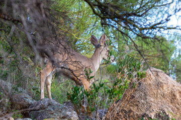 Male Coues whitetail deer, Odocoileus virginianus couesi, a young buck with velvet on his antlers foraging for food in the Sonoran Desert north of Tucson, Arizona, USA.