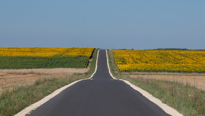 Panoramic photo of sunflower fields in the distance, with road dissecting, near Montrichard /...
