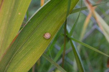 Kleine Schnecke an einem Blatt Makro