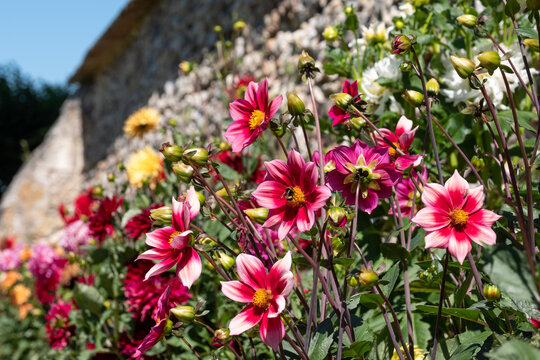 Brightly coloured dahlia flowers growing on terraces at Chateau Villandry, Loire Valley, France. Photographed during the July heatwave, 2022.