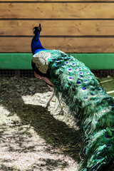 Fototapeta premium A peacock with a long blue neck and a beautiful large patterned tail walks in the yard. Royal bird. Profile view