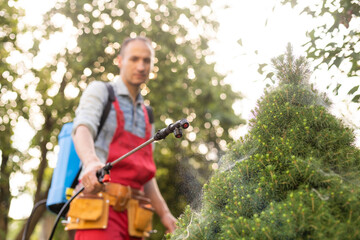 Gardener applying insecticide fertilizer to his thuja using a sprayer.