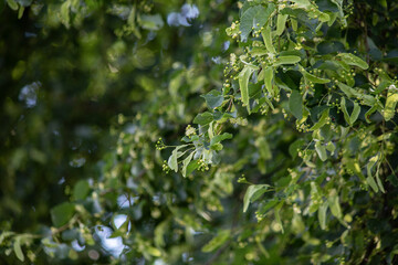 Green background of Lime flowers, flower tea. High quality photo