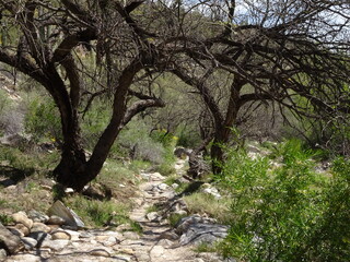 Trees Along A Hiking Trail