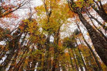 Forest in autumn colorful leaves and tall trees wide angle shot in Abant - Bolu Turkey