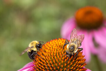 bee on flower