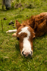 Cute little pony laying calmly on the grass and looking into the camera. Just couple days old horse enjoying a beautiful weather and having resting in the sun. Wild horse baby in hills of Shropshire.