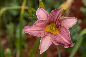 pink and yellow flower