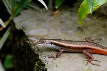 Garden lizard