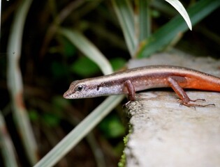 Garden lizard