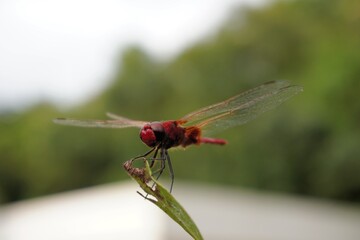 Dragonfly