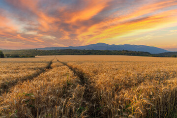 Fototapeta na wymiar Road passes through wheat field with crop, against backdrop of valley of Rhodope Mountains and sunset sky