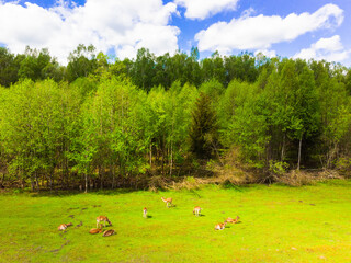 Aerial static scenic landscape forest view with deers enjoying grass outdoors in Lithuania...