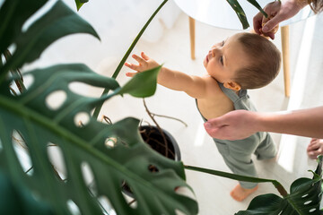 High angle view of the little baby boy stretching hand while exploring home plants with the help of his mother. Adorable child touching houseplant in pot at home. Home jungle and first step concept