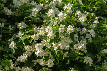 Floral background of white flowers and green leaves of a jasmine bush. High quality photo