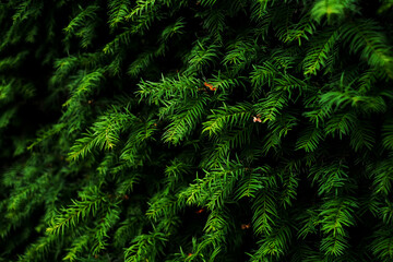evergreen plant hedge close-up