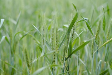 green wheat field and sunny day