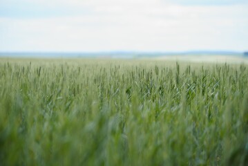 green wheat field and sunny day