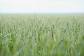 Green wheat field close up image