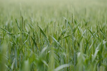 Green wheat field close up image