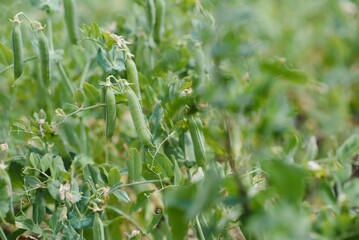 peas growing on the farm