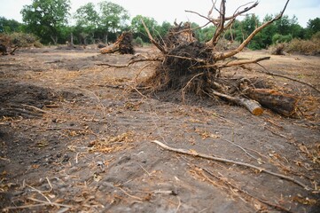 Fototapeta na wymiar Deforestation, Destruction of Deciduous Forests. Damage to Nature. Europe