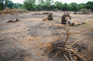 the concept of nature protection. Deforestation.