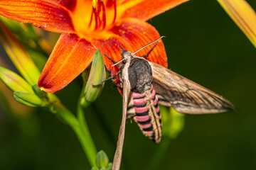 fly on flower