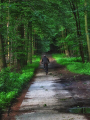 Fototapeta premium bicycle in the forest. 