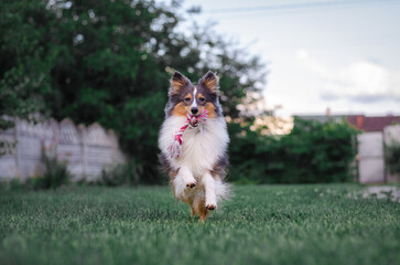 Cute tricolor sheltie dog is playing on the green grass outside. Shetland sheepdog carries a pink...