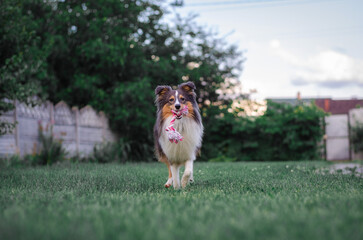 Cute tricolor sheltie dog is playing on the green grass outside. Shetland sheepdog carries a pink...