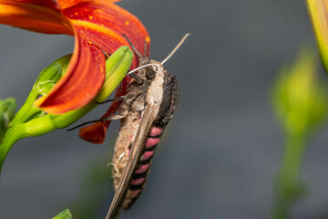 fly on a flower